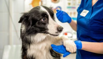 Аналогов нет: московский студент создал биопластырь для лечения ран у животных Аналогов нет: московский студент создал биопластырь для лечения ран у животных