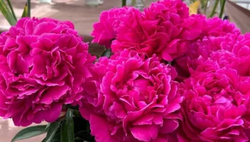 Фестиваль пионов и ирисов пройдет в "Аптекарском огороде"