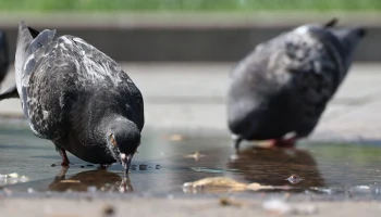 В Москве испытали голубей-биодронов с нейроимплантами российского производства