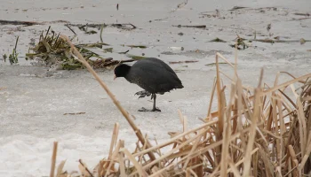 Синоптик Позднякова рассказала, каким будет март в Москве и Подмосковье