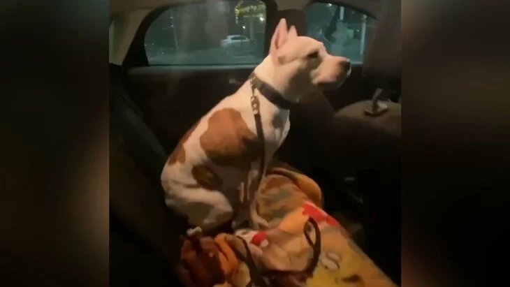 Полиция начала проверку по факту избиения собаки в Мытищах Полиция начала проверку по факту избиения собаки в Мытищах