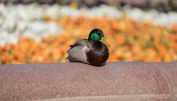 Синоптики спрогнозировали облачность и умеренное тепло в Москве 4 мая