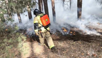 Площадь пожара в лесном массиве Ростовской области выросла почти вдвое