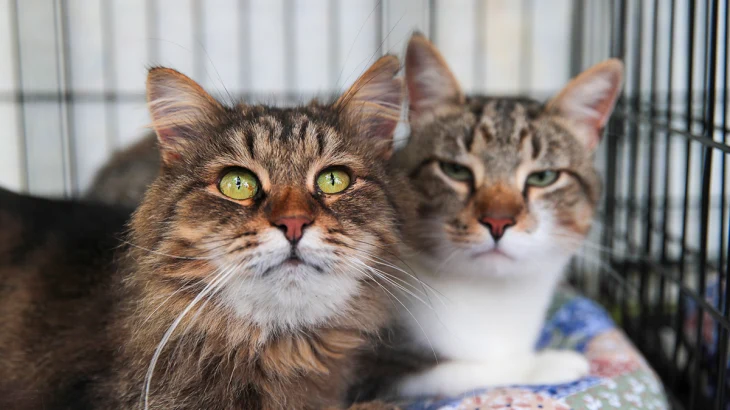 Выставка домашних животных «ЗооПалитра» пройдет в Москве Выставка домашних животных «ЗооПалитра» пройдет в Москве