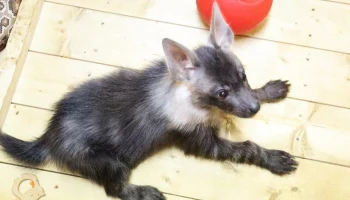 &laquo;Озорной и веселый&raquo;: детеныш бурой гиены родился в Московском зоопарке