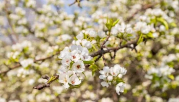 Груша зацвела в парке искусств "Музеон"