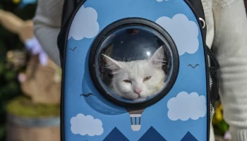 Кошка погибла из-за жары на борту самолета Москва &mdash; Анталья