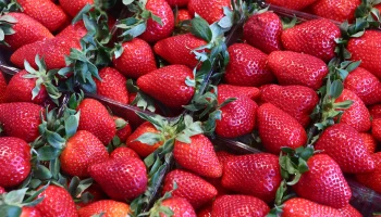 Клубника в России подорожала на 20 процентов из-за весенних заморозков