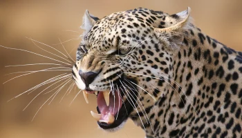 Рыси, пумы и леопард из Московского зоопарка линяют и переходят на &laquo;летнее меню&raquo;