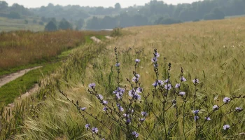 Врач Деккер рассказала о пользе и вреде растения сныть для здоровья
