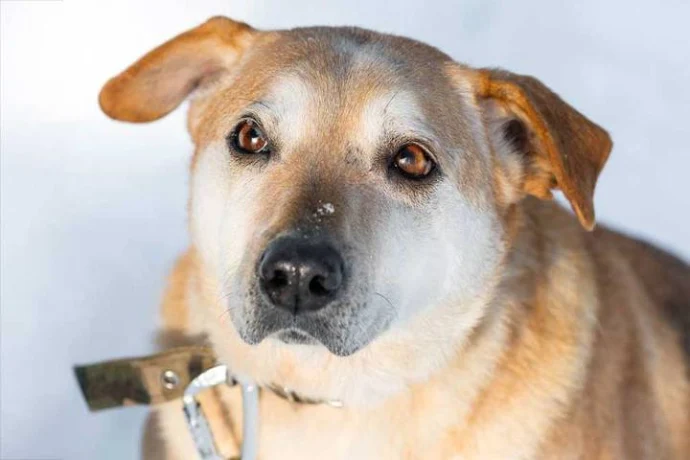 Трем собакам из приюта выберут имена на платформе «Активный гражданин — детям»