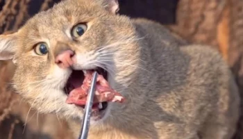 &laquo;Легкий зимний завтрак&raquo;: Московский зоопарк показал трапезу хауса Заури