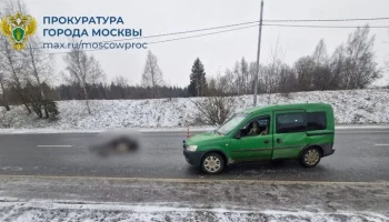 Водитель насмерть сбил лося в Зеленограде