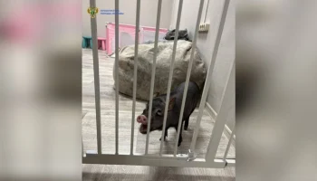 Московская прокуратура выявила нарушения в антикафе с мини-пигами