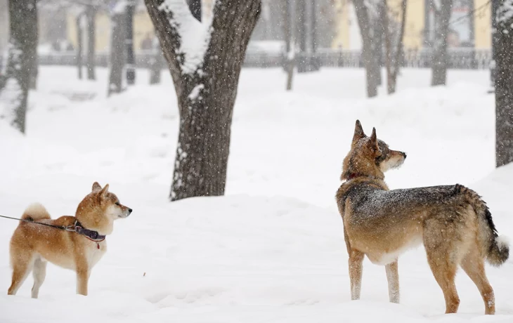 Целый ряд неблагоприятных явлений: Вильфанд рассказал о погоде в Москве в начале недели