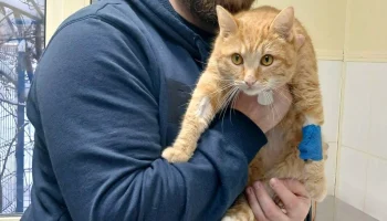 Московские ветеринары спасли отравившегося антифризом кота Лисенка