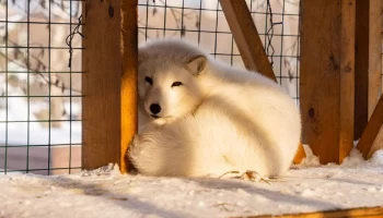 Песцам с &laquo;Городской фермы&raquo; на ВДНХ выбрали новые имена