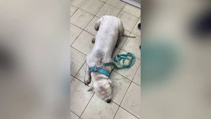 Собака получила удар током во время прогулки в Калуге Собака получила удар током во время прогулки в Калуге