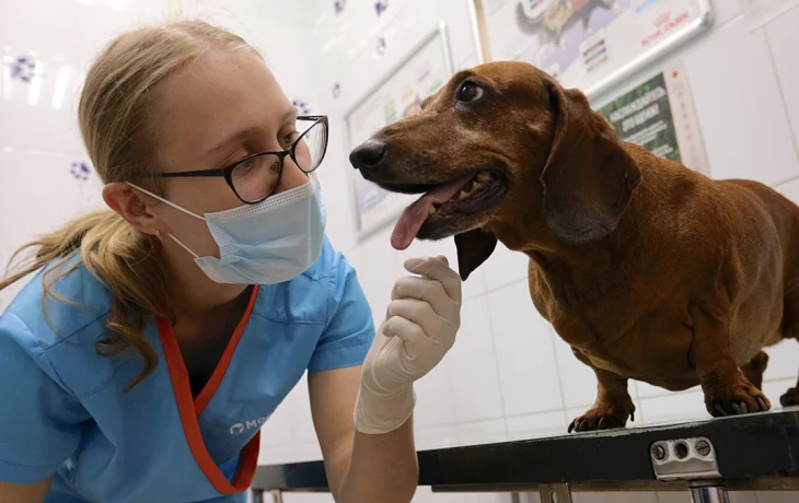 День парламентаризма РФ и Международный день ветврача: какие праздники отмечают в России и мире 27 а День парламентаризма РФ и Международный день ветврача: какие праздники отмечают в России и мире 27 а