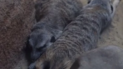 «Своя атмосфера»: Московский зоопарк показал разнообразный досуг сурикатов «Своя атмосфера»: Московский зоопарк показал разнообразный досуг сурикатов