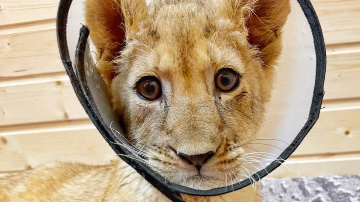Ветеринары рассказали о состоянии маленькой львицы, изъятой у блогера в Москве Ветеринары рассказали о состоянии маленькой львицы, изъятой у блогера в Москве