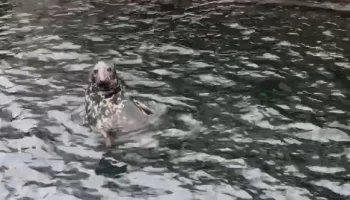 &laquo;Серый выныривает&raquo;: Московский зоопарк показал неожиданное появление тюленя