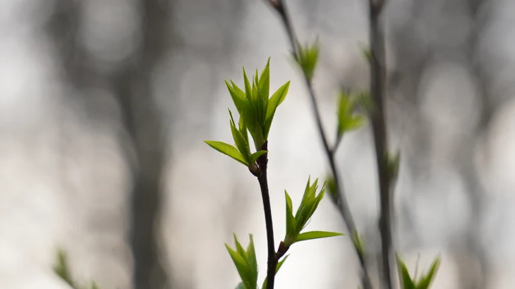 В Москве в конце декабря распустились растения и выросли грибы В Москве в конце декабря распустились растения и выросли грибы