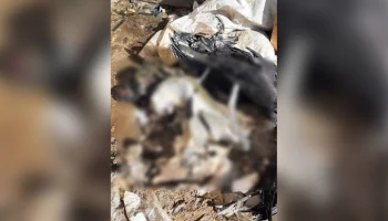 Трупы обезьяны и двух аистов нашли в частном зоопарке в ТиНАО