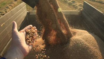 Путин поддержал идею создать зерновую биржу в БРИКС