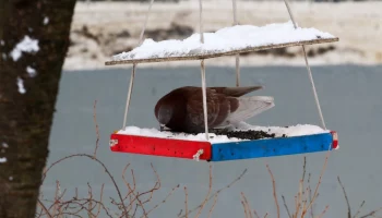 Синоптики спрогнозировали отсутствие осадков в Москве 27 февраля