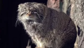 &laquo;Особенно живописен&raquo;: Московский зоопарк показал видео прогулки манула Тимофея