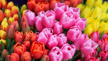 Эксперт Желябина рассказала, какие подарки не стоит дарить на 8 марта коллегам