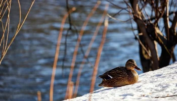 Специалисты КГХ Москвы подготовили малые реки к пропуску весеннего половодья