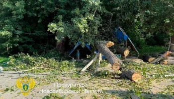 Три человека получили травмы после падения дерева на остановку в Новосибирске
