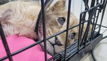 Истощение и переломы: что грозит блогеру из &laquo;Москвы-сити&raquo; за истязание львенка