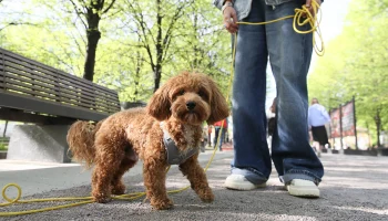 Росстандарт впервые принял ГОСТ к территории для прогулок и игр с собаками