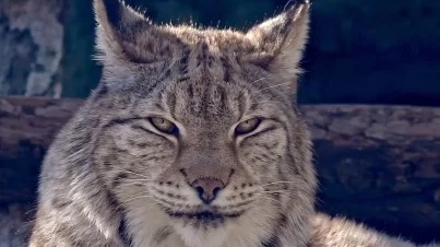 «Кистеухое блаженство»: Московский зоопарк показал отдыхающую в сумерках рысь «Кистеухое блаженство»: Московский зоопарк показал отдыхающую в сумерках рысь