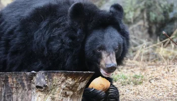 Почти все гималайские медведи ушли в спячку в Московском зоопарке