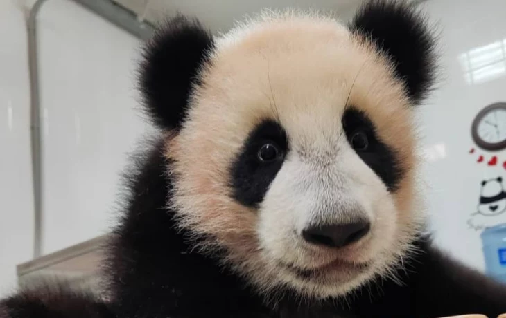 «То ли еда, то ли игрушка»: Катюша не разобралась, что делать с бамбуком «То ли еда, то ли игрушка»: Катюша не разобралась, что делать с бамбуком