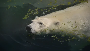В Московском зоопарке оценили предложение обменять медведя на японских капибар