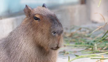 Московский зоопарк рассказал, когда капибары выйдут из зимнего домика