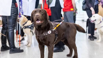 Пассажиры ТПУ &laquo;Нижегородская&raquo; узнали о работе собак-проводников