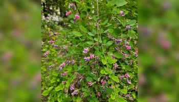 Кустарник леспедеца расцвел в "Аптекарском огороде"