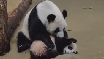 &laquo;Всем на субботник&raquo;: Московский зоопарк показал продуктивный выходной Катюши