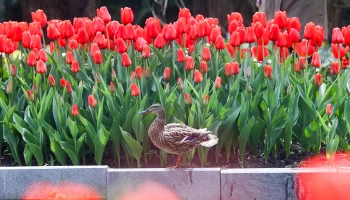 Самый теплый день с начала года могут зафиксировать в столице 20 мая
