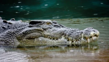 Times of India: в Индии крокодил растерзал мужчину во время купания
