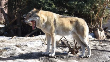 &laquo;Сегодня особенно музыкальны&raquo;: волки Рада и Тарзан завели необычную волчью песню