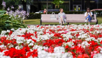 Свыше 4,6 миллиона саженцев виолы украсили клумбы в Москве