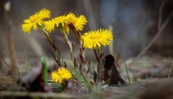 Какие цветущие растения можно встретить в Москве конце весны