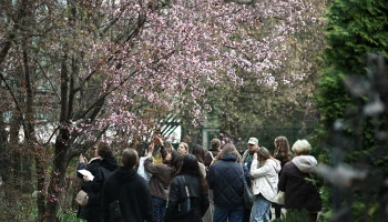 Сакура и магнолия расцвели в &laquo;Аптекарском огороде&raquo; МГУ
